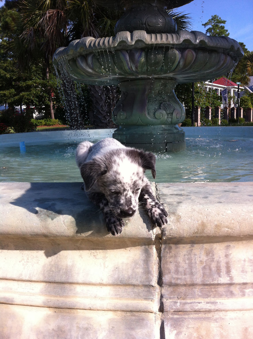 Let&#8217;s See Pictures Of Your Baby Dogs