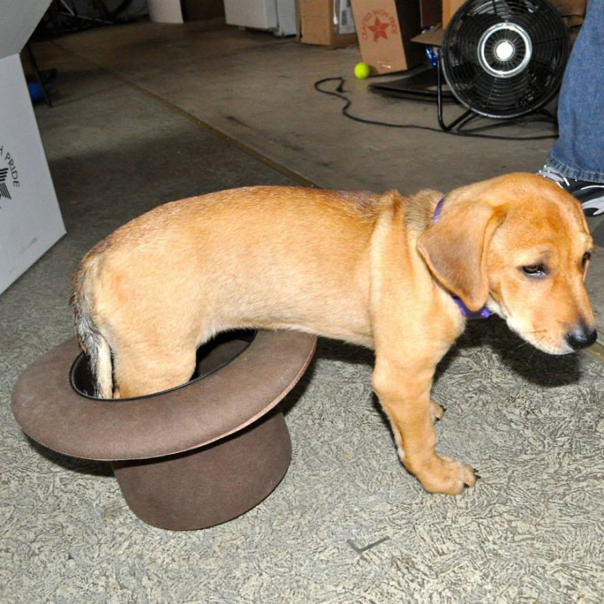 Let&#8217;s See Pictures Of Your Baby Dogs