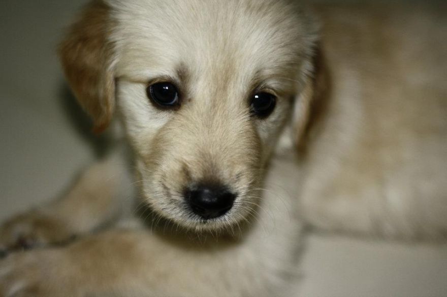 Let&#8217;s See Pictures Of Your Baby Dogs