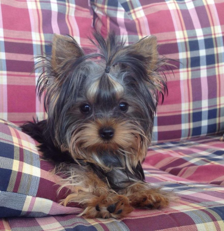 Let&#8217;s See Pictures Of Your Baby Dogs