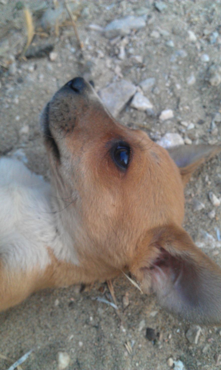 Let&#8217;s See Pictures Of Your Baby Dogs