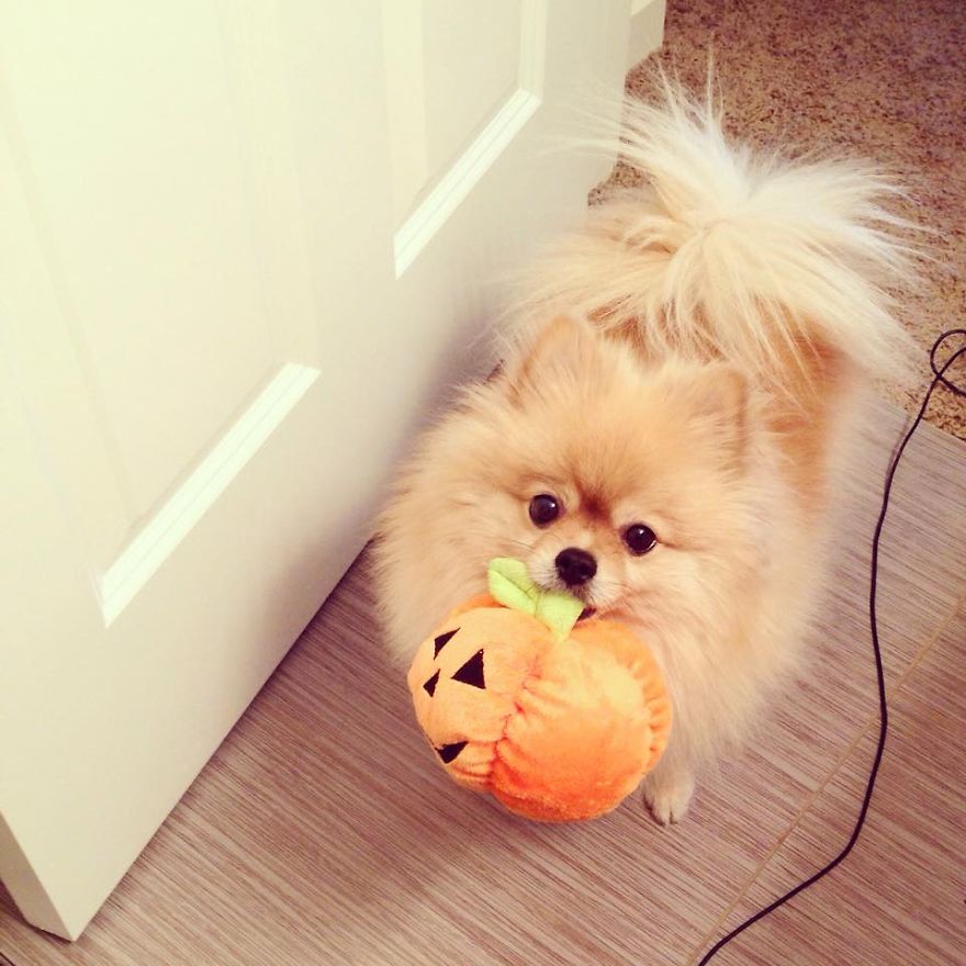 Let&#8217;s See Pictures Of Your Baby Dogs