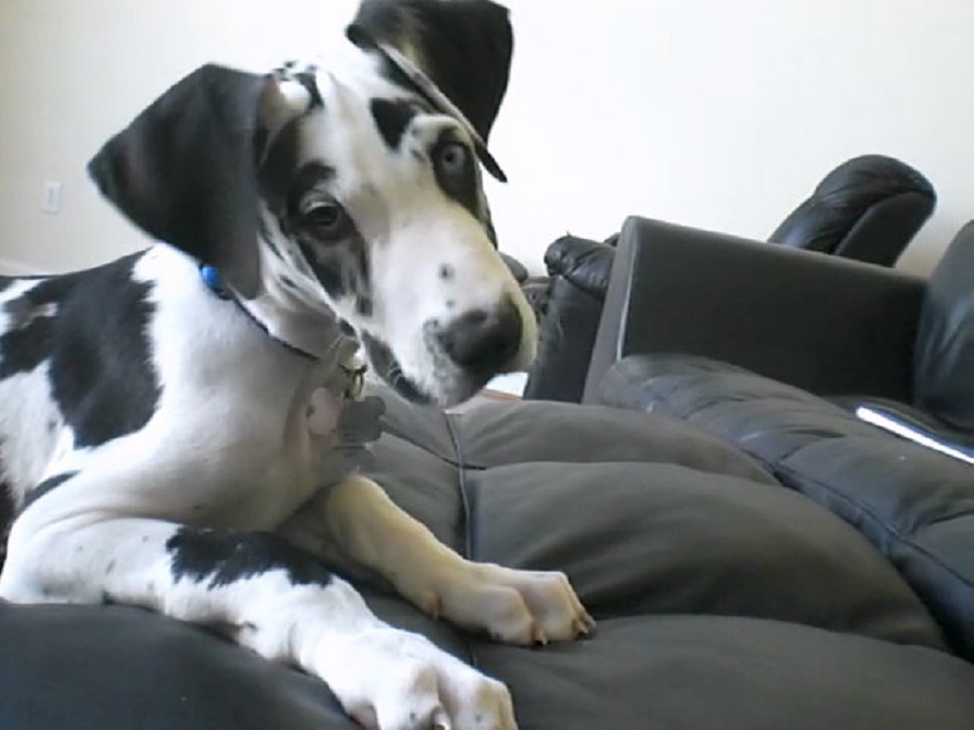 Let&#8217;s See Pictures Of Your Baby Dogs