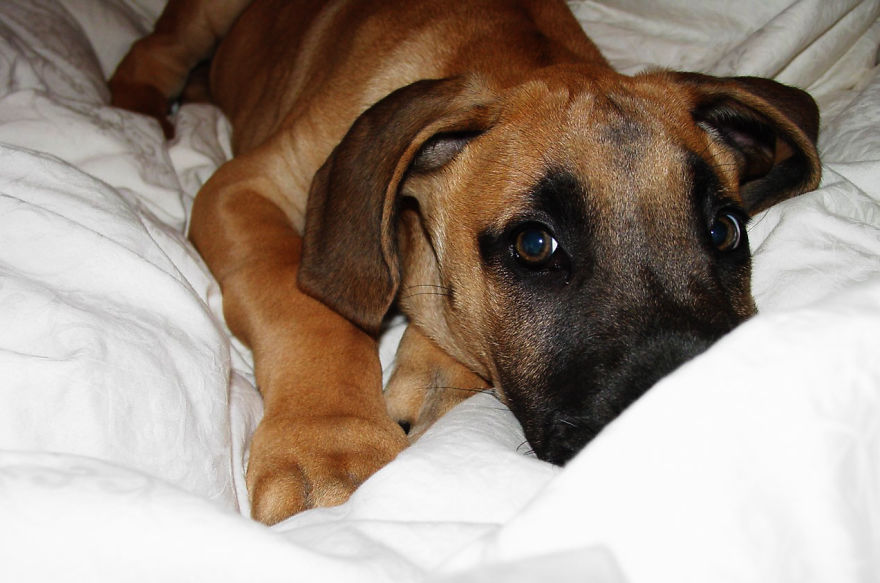 Let&#8217;s See Pictures Of Your Baby Dogs