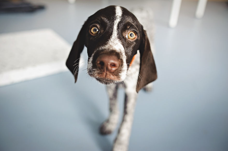 Let&#8217;s See Pictures Of Your Baby Dogs