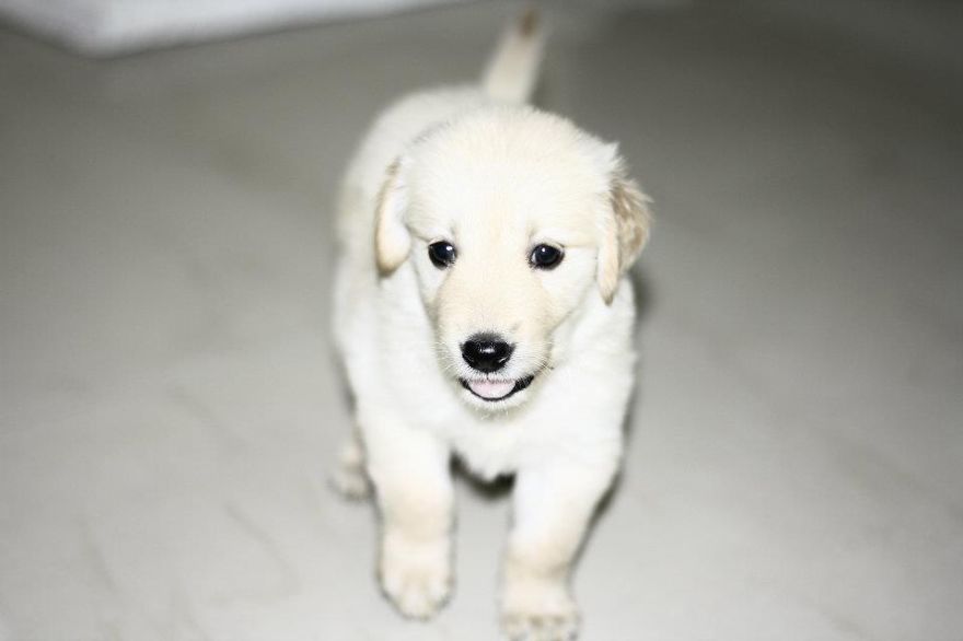 Let&#8217;s See Pictures Of Your Baby Dogs