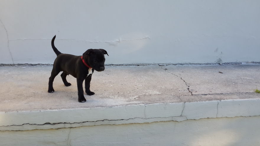 Let&#8217;s See Pictures Of Your Baby Dogs