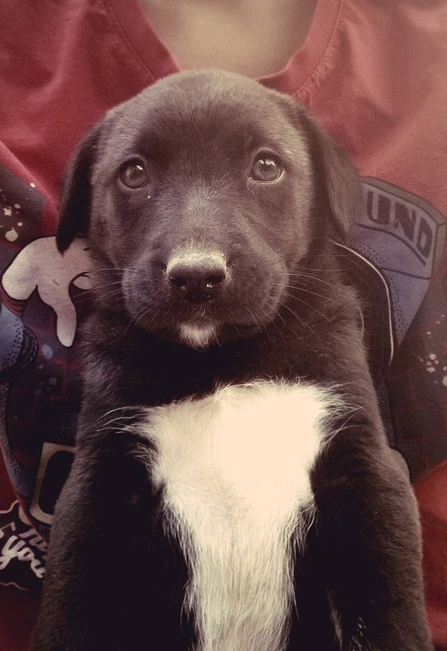 Let&#8217;s See Pictures Of Your Baby Dogs