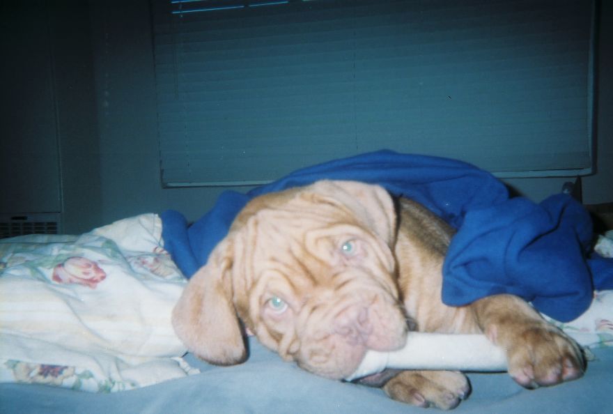 Let&#8217;s See Pictures Of Your Baby Dogs