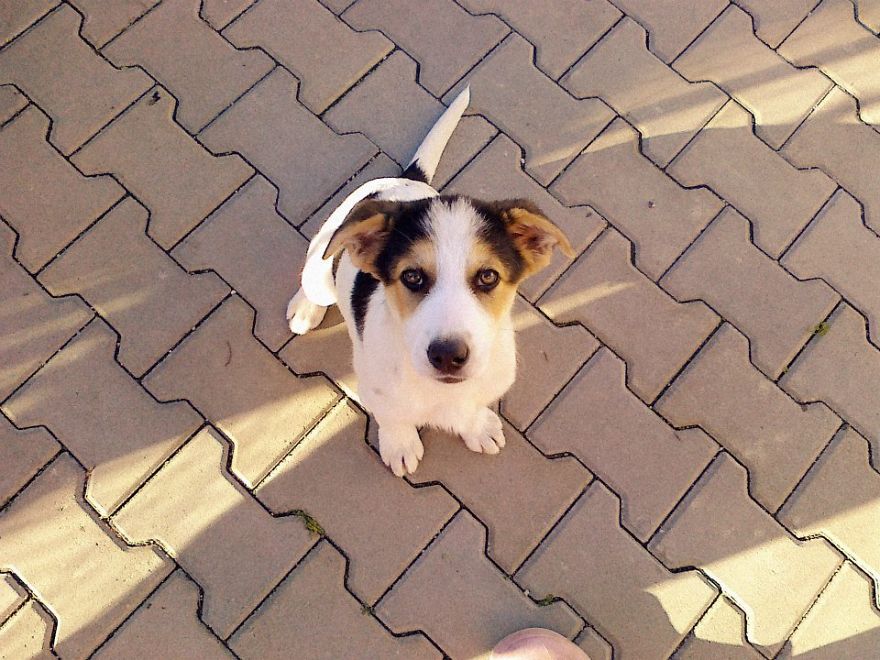 Let&#8217;s See Pictures Of Your Baby Dogs