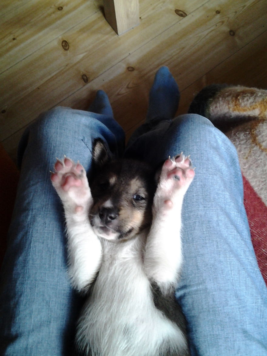 Let&#8217;s See Pictures Of Your Baby Dogs