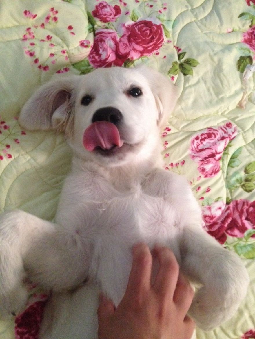 Let&#8217;s See Pictures Of Your Baby Dogs