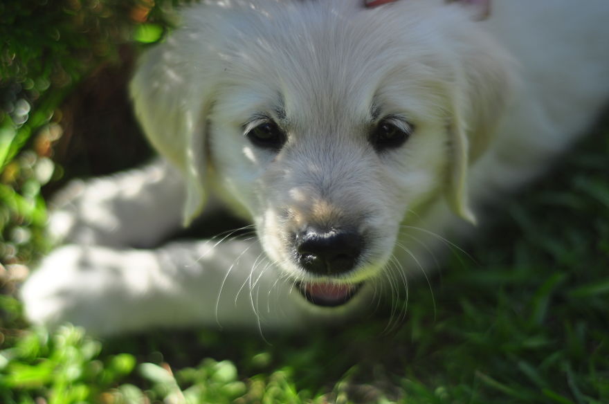 Let&#8217;s See Pictures Of Your Baby Dogs