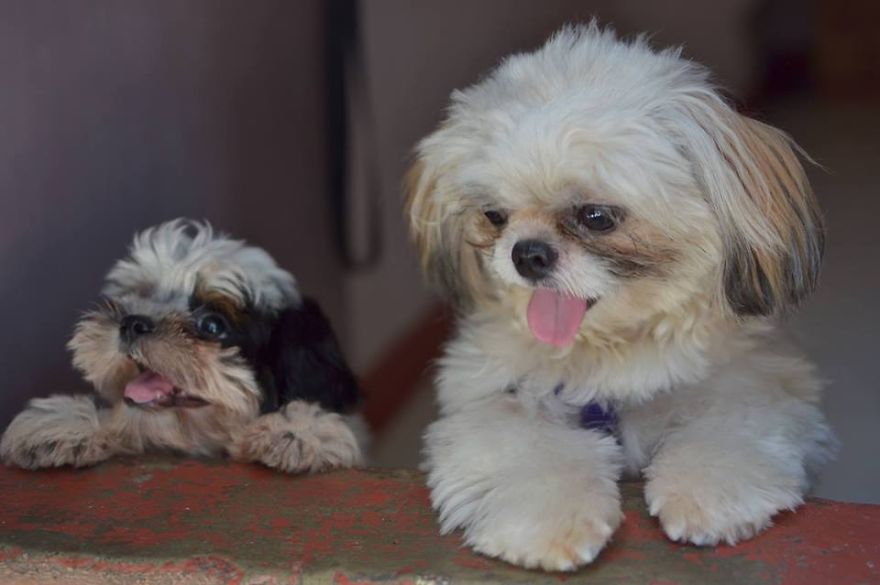 Let&#8217;s See Pictures Of Your Baby Dogs