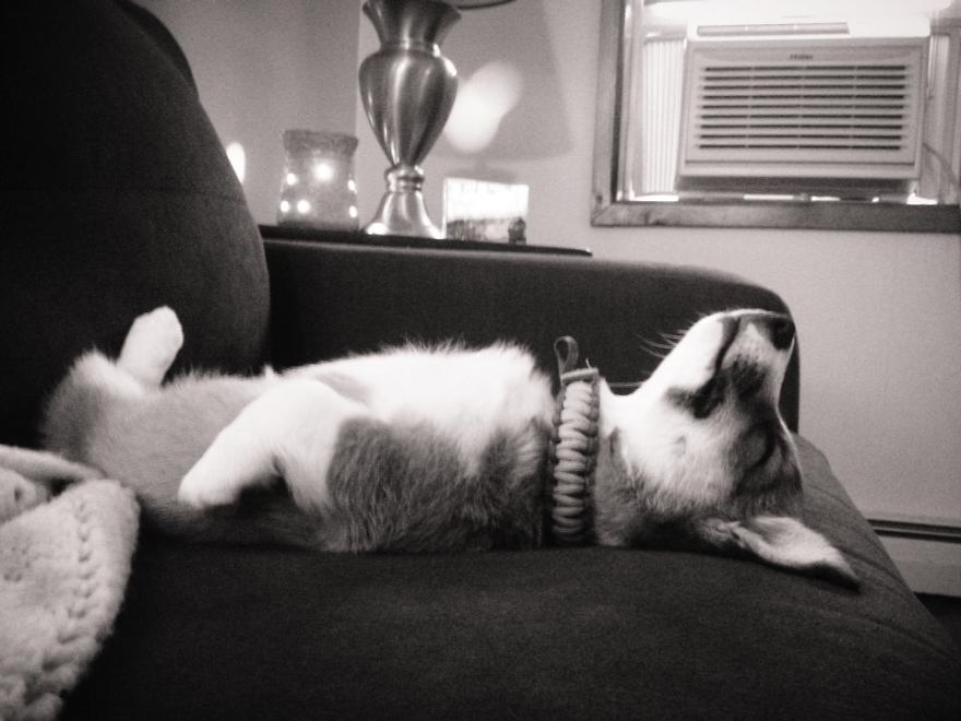 Let&#8217;s See Pictures Of Your Baby Dogs