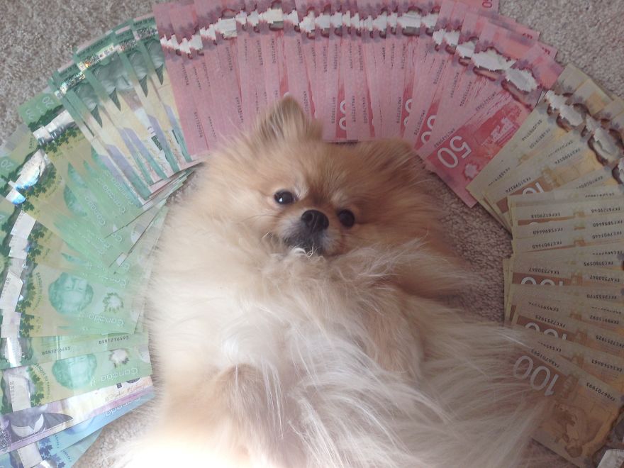 Let&#8217;s See Pictures Of Your Baby Dogs