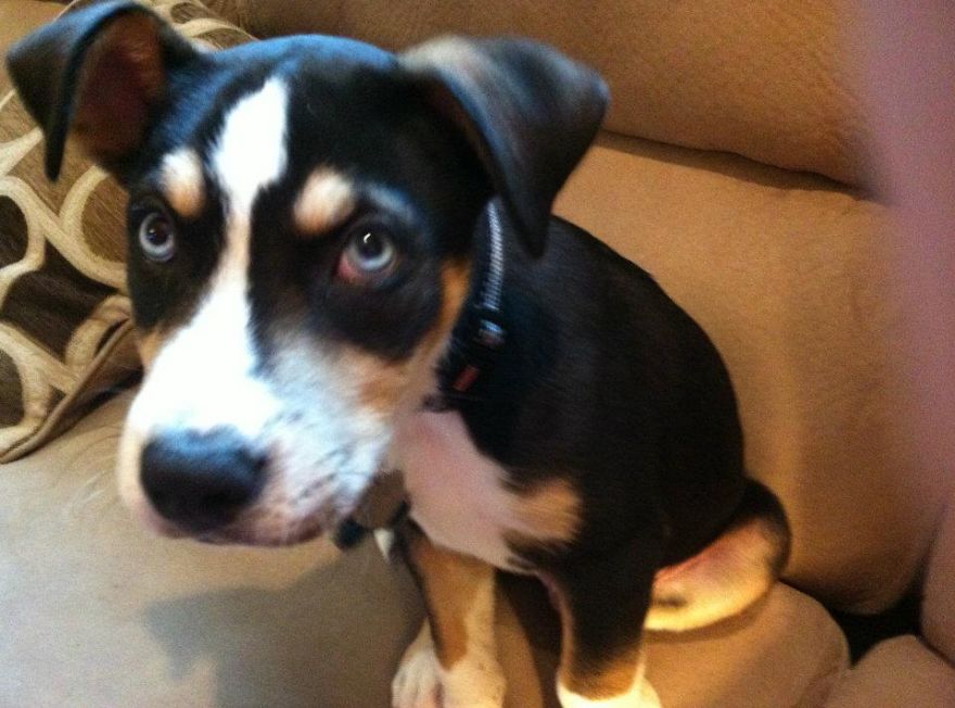 Let&#8217;s See Pictures Of Your Baby Dogs