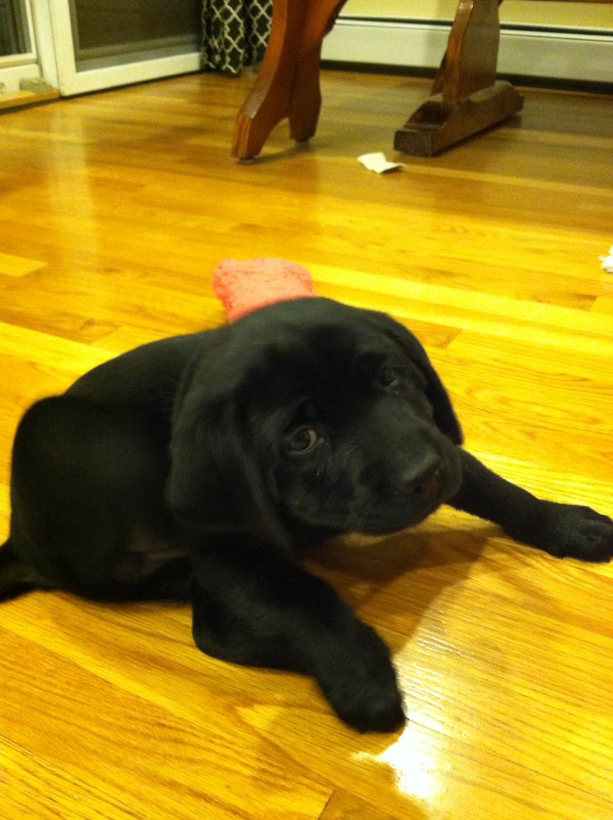 Let&#8217;s See Pictures Of Your Baby Dogs