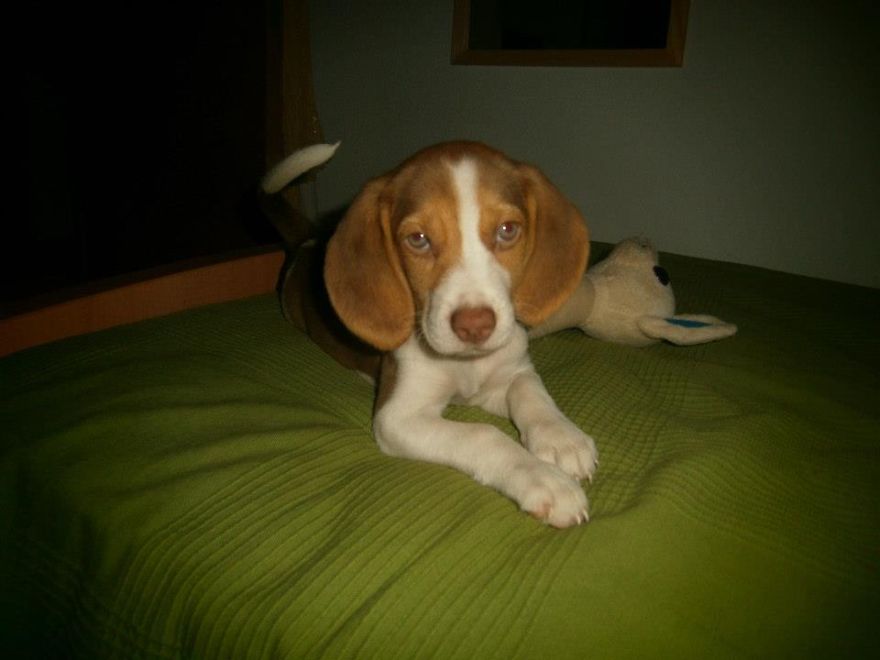 Let&#8217;s See Pictures Of Your Baby Dogs