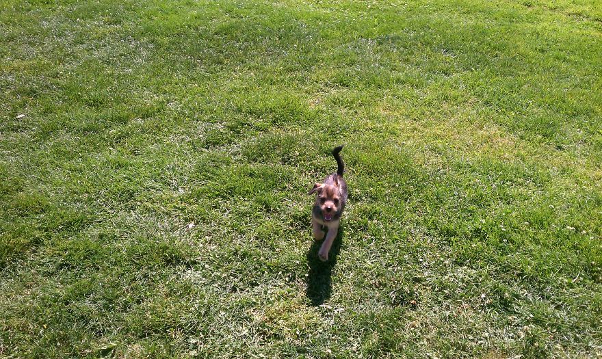 Let&#8217;s See Pictures Of Your Baby Dogs