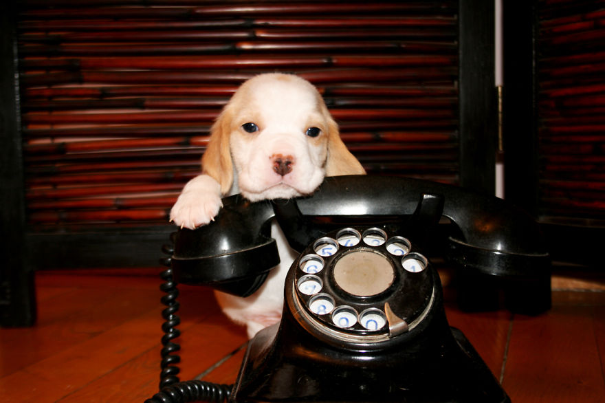 Let&#8217;s See Pictures Of Your Baby Dogs