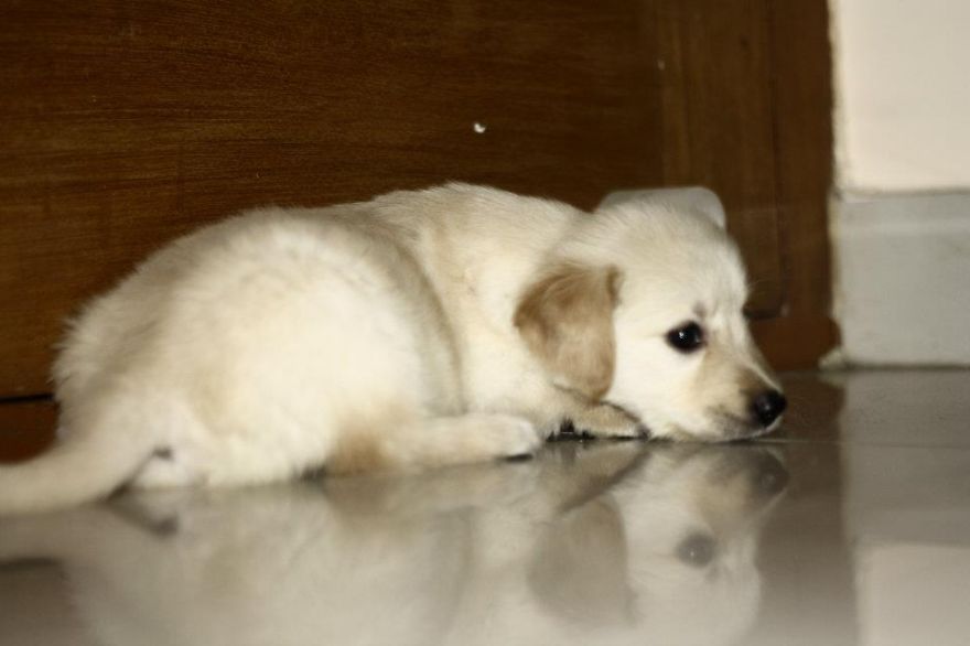 Let&#8217;s See Pictures Of Your Baby Dogs