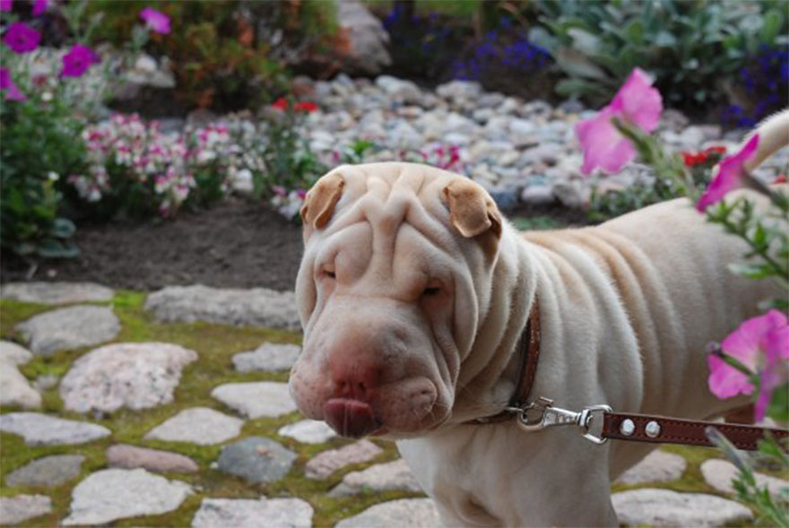 Let&#8217;s See Pictures Of Your Baby Dogs