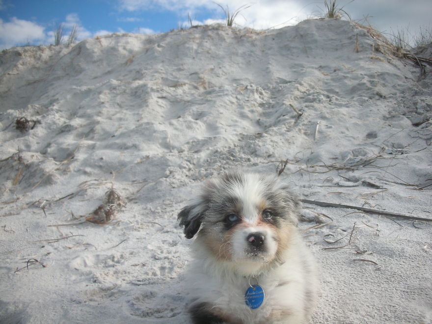 Let&#8217;s See Pictures Of Your Baby Dogs