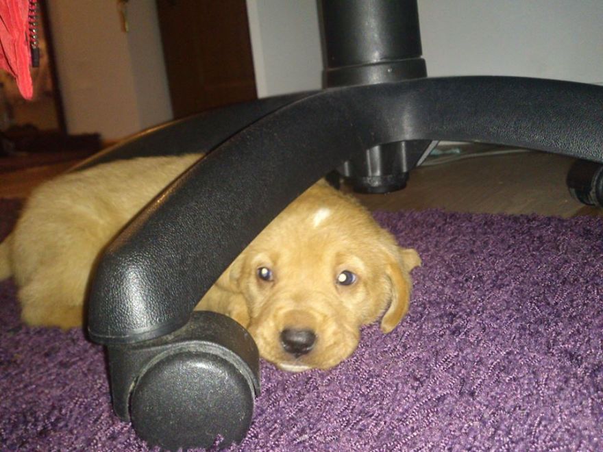 Let&#8217;s See Pictures Of Your Baby Dogs