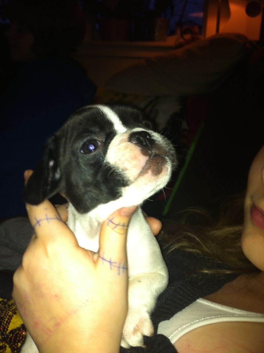 Let&#8217;s See Pictures Of Your Baby Dogs