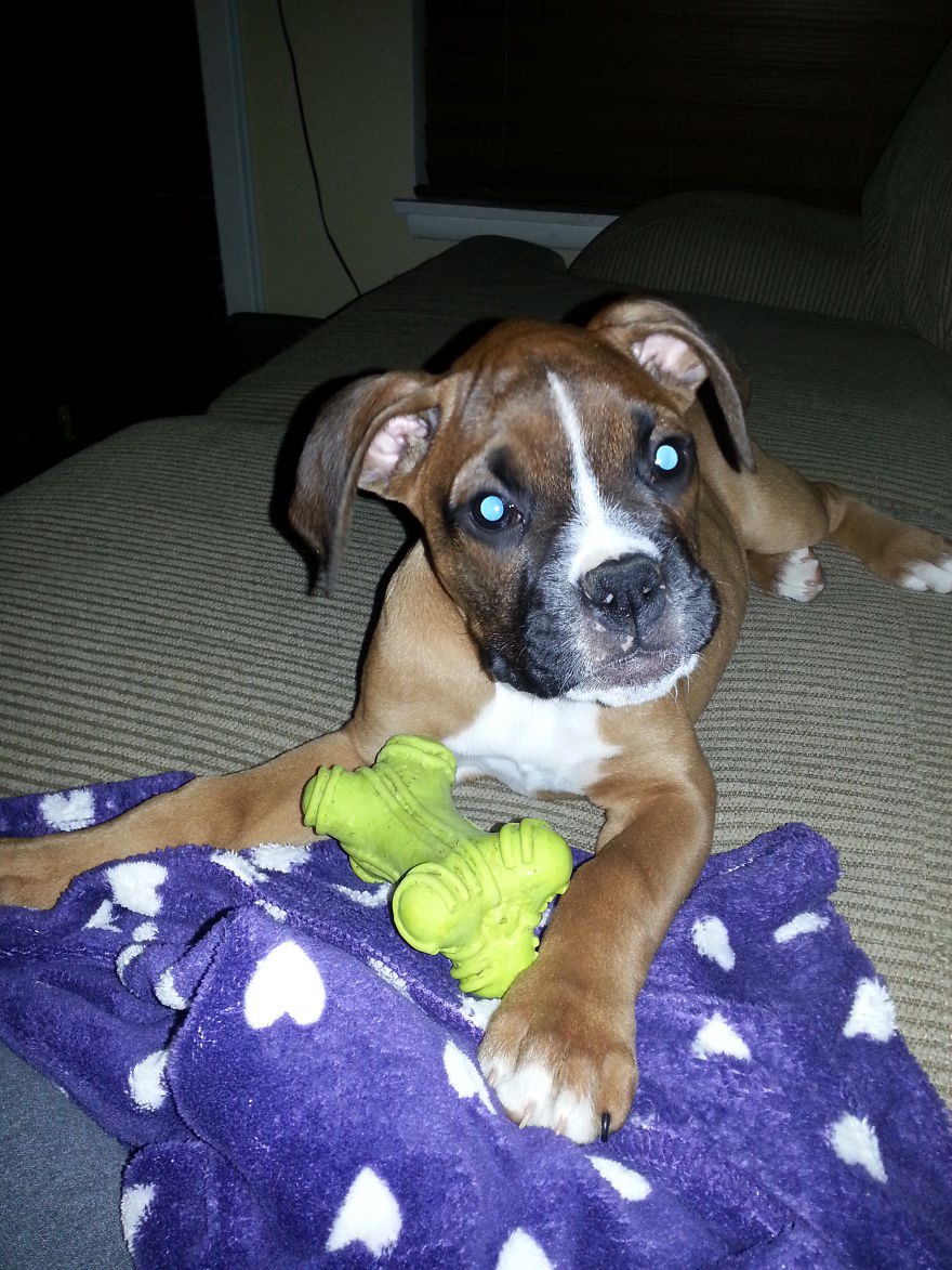 Let&#8217;s See Pictures Of Your Baby Dogs