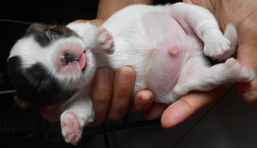 Let&#8217;s See Pictures Of Your Baby Dogs