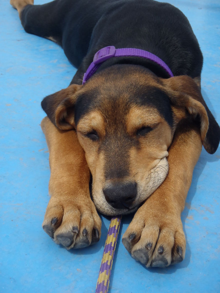 Let&#8217;s See Pictures Of Your Baby Dogs