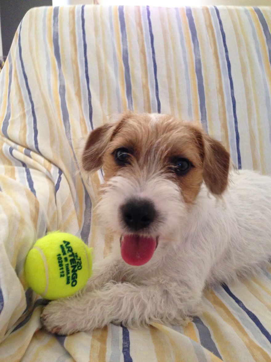 Let&#8217;s See Pictures Of Your Baby Dogs