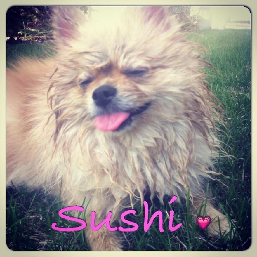 Let&#8217;s See Pictures Of Your Baby Dogs