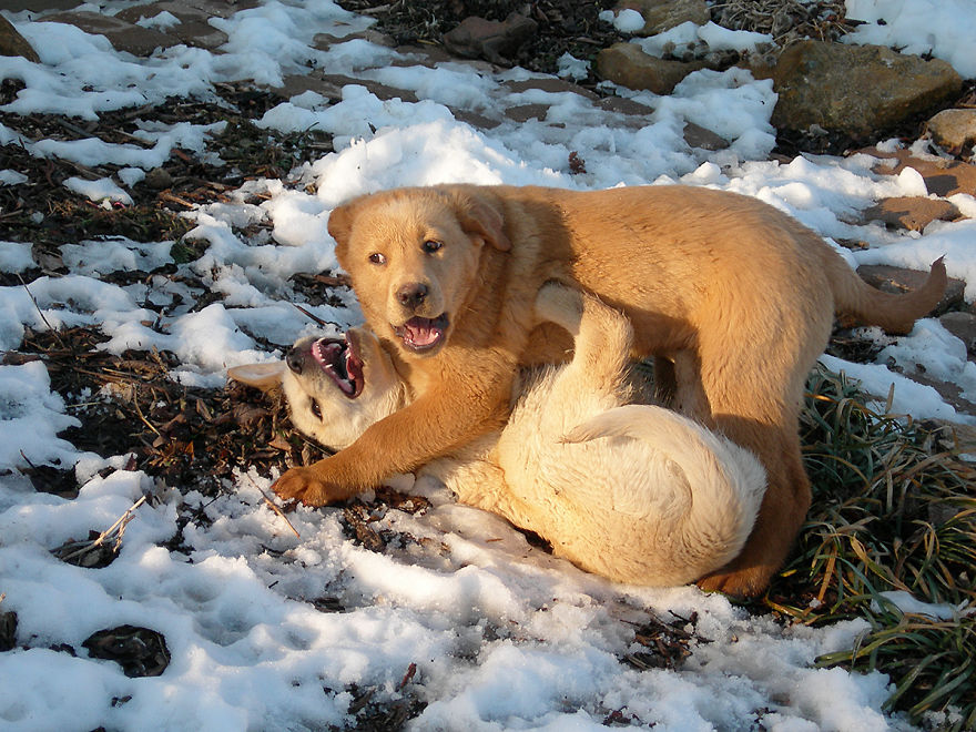 Let&#8217;s See Pictures Of Your Baby Dogs