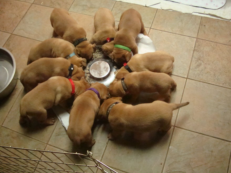 Let&#8217;s See Pictures Of Your Baby Dogs