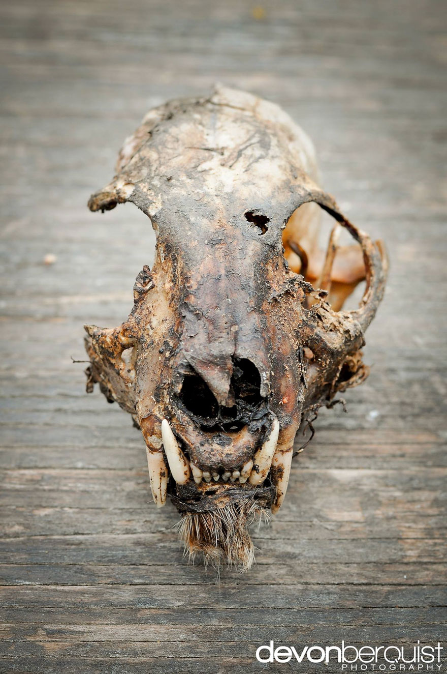 23 Year Old Hitchhiker Carries Camera For An Entire Year To Capture Canada&#8217;s Wild Beauty