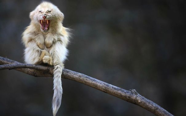 Crazy Chimeras: Hybrid Animals! Crazy Chimeras: Hybrid Animals!