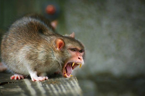 Crazy Chimeras: Hybrid Animals! Crazy Chimeras: Hybrid Animals!