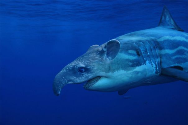 Crazy Chimeras: Hybrid Animals! Crazy Chimeras: Hybrid Animals!