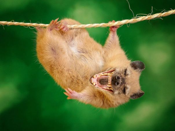 Crazy Chimeras: Hybrid Animals! Crazy Chimeras: Hybrid Animals!