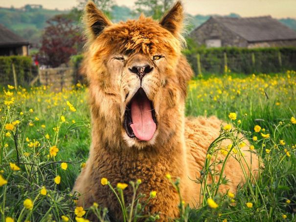 Crazy Chimeras: Hybrid Animals! Crazy Chimeras: Hybrid Animals!