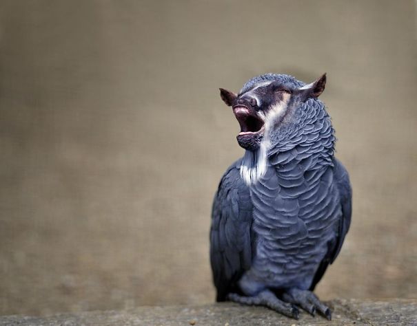 Crazy Chimeras: Hybrid Animals! Crazy Chimeras: Hybrid Animals!