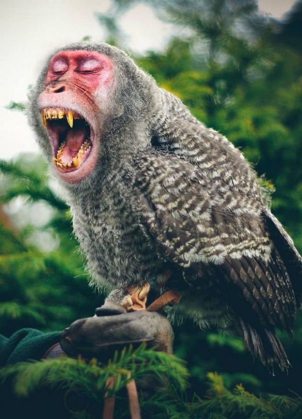 Crazy Chimeras: Hybrid Animals! Crazy Chimeras: Hybrid Animals!