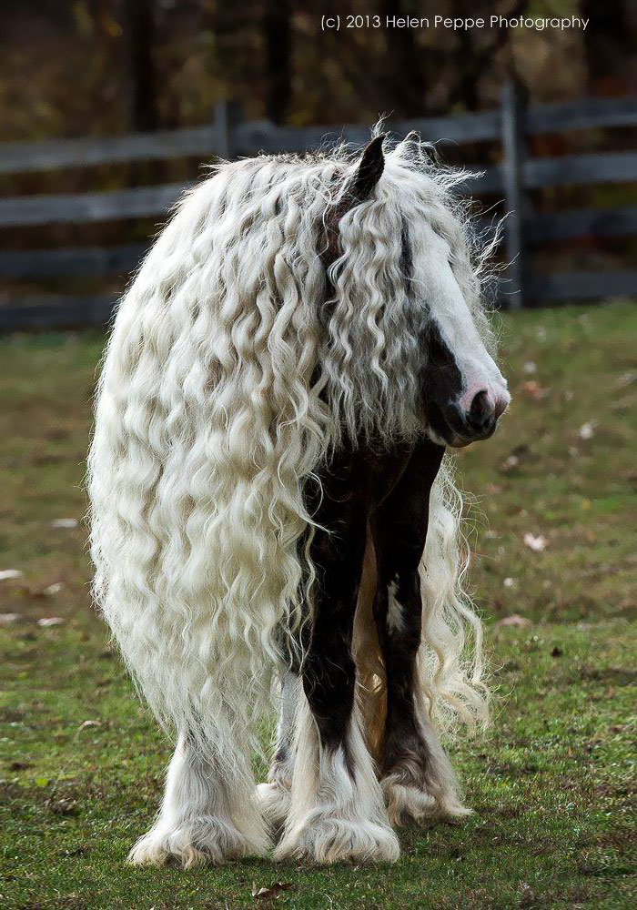 84 Animals With Majestic Hair