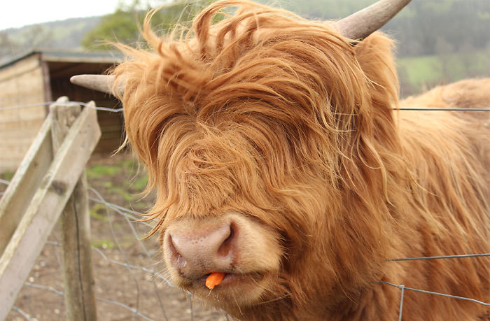 84 Animals With Majestic Hair