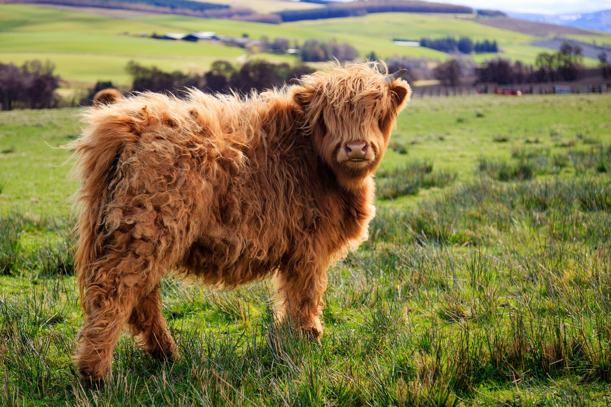 84 Animals With Majestic Hair