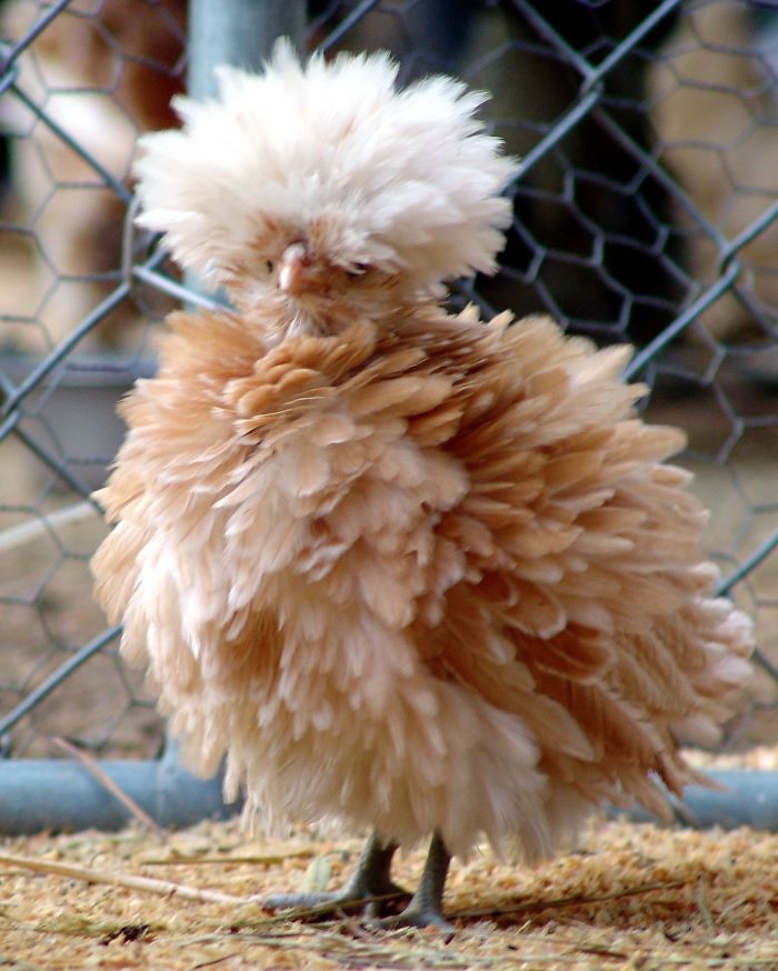 84 Animals With Majestic Hair