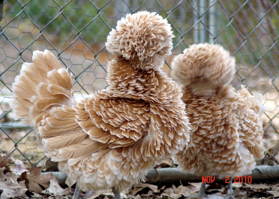 84 Animals With Majestic Hair